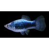 Platka - Zmienniak Plamisty - Xiphophorus maculatus